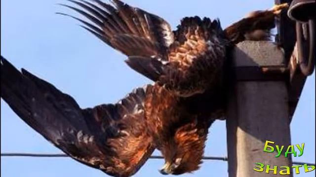 Почему столько птиц сидят на электропроводах? Опасно ли это?