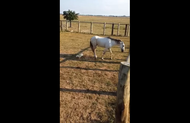 Наглый петушара смотреть онлайн