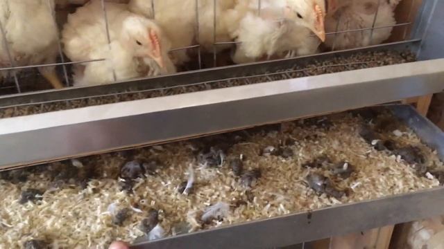 Бройлеры РОСС-308, 30 дней. Комбикорм ПК-6 Богданович. Ниппельное поение. смотреть онлайн