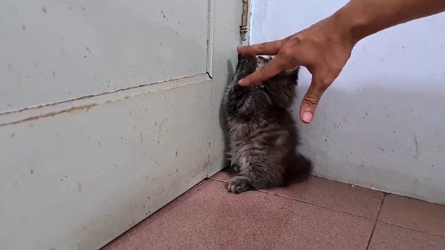 Kitten Scream When Cat Attack & Smacks Kitten