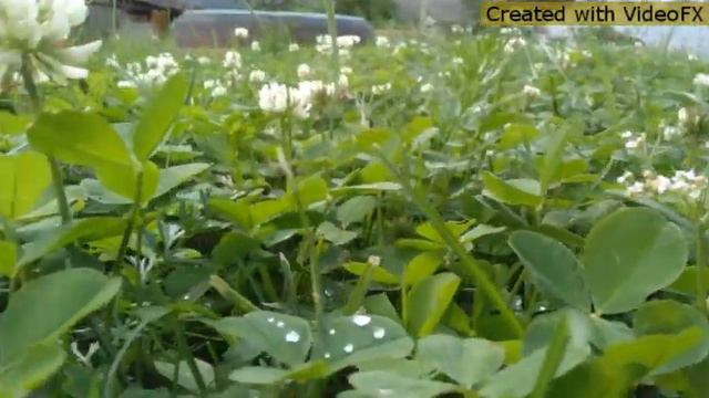 Природа,птицы,животные🐶🐱🌲