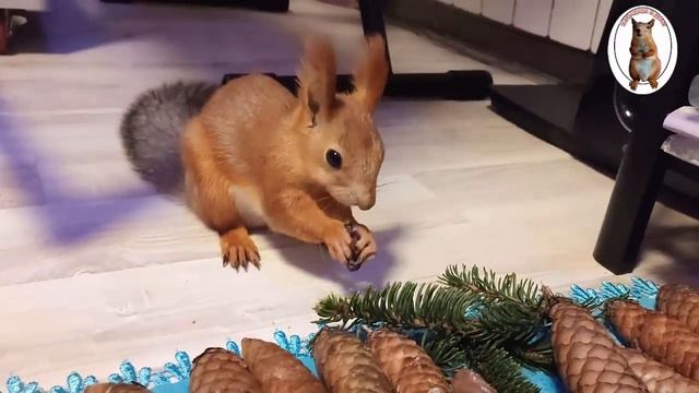 Лесные дары для бельчонка Бусика ? ?️ Forest gifts for squirrel Busik смотреть онлайн