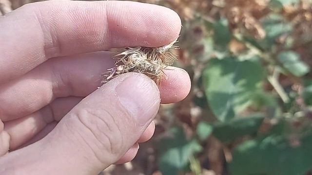 заготовка репейника для щеглов смотреть онлайн