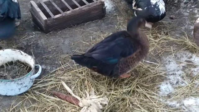 Выгул индоуток. Муларды. 19.02.2019 смотреть онлайн