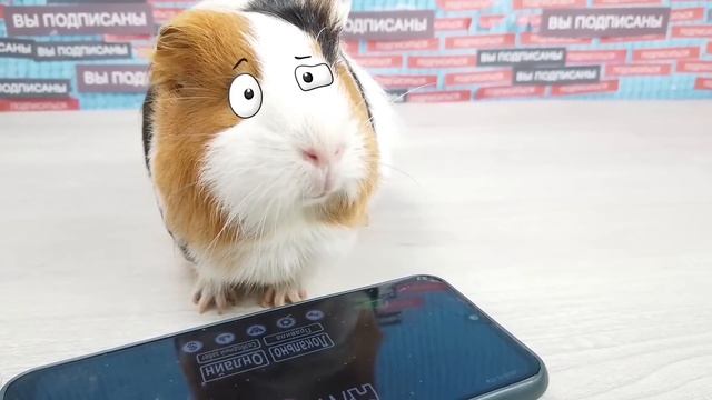 МОРСКИЕ СВИНКИ Бузя и Кузя делают СЪЕДОБНЫЕ AMONG US смотреть онлайн