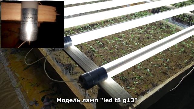 ЧТО НУЖНО СДЕЛАТЬ С РАССАДОЙ ТОМАТОВ СРАЗУ ПОСЛЕ ВСХОДОВ! смотреть онлайн
