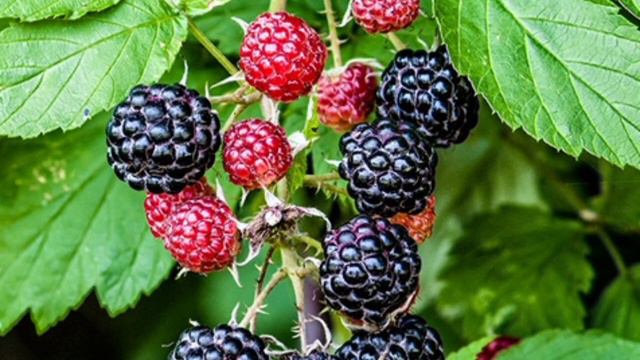 Малина кумберленд