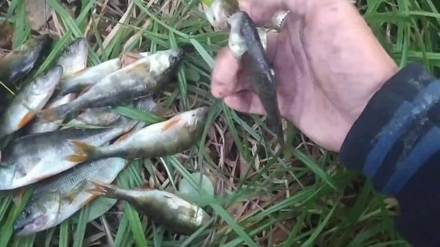 Утренний улов: 19 окуней. Истринский район Московской области 16.07.22 смотреть онлайн