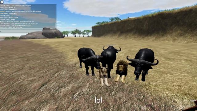 Buffalo Herd Chillin' with Lions {Wild Savannah} (ROBLOX) смотреть онлайн