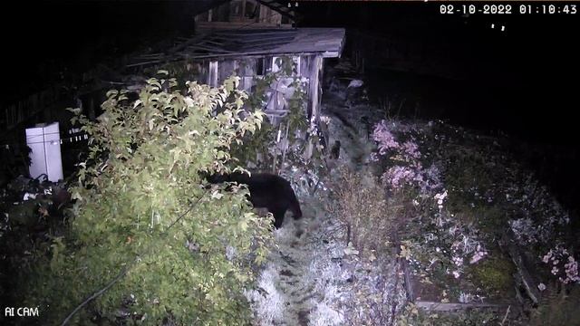 Медведь-полуночник на Сахалине заглянул в камеру видеонаблюдения смотреть онлайн
