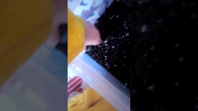 обустраиваем террариум для прытких ящериц ?❤️ смотреть онлайн