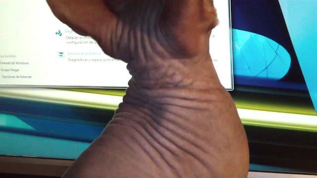 Luke Gato Sphynx (1) смотреть онлайн