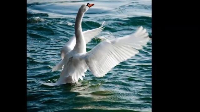 Лебедь на пруду...ст.Валентина Комина,муз.и исп.Александр Сумин смотреть онлайн