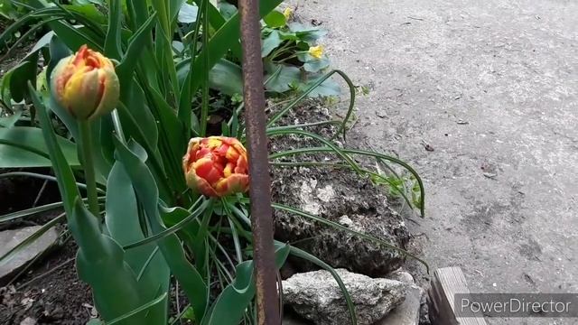27 апреля 2021. Цветущие тюльпаны. Flowerings tulips смотреть онлайн
