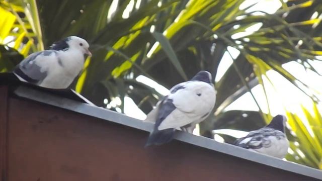 Nikon L340 Zoom Test . Bird Zoom Test . смотреть онлайн