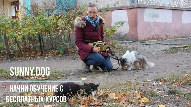 как отучить собаку реагировать на котов смотреть онлайн