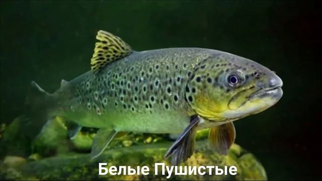 КУМЖА?/Рыбы/Животные/Интересные факты