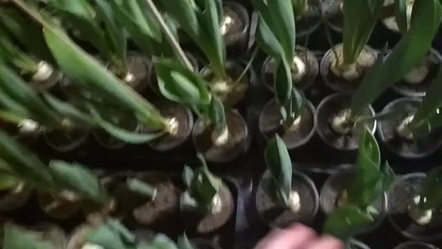 Домашня вигонка тюльпанів, нарцисів, гіацинтів 🌷💐 смотреть онлайн