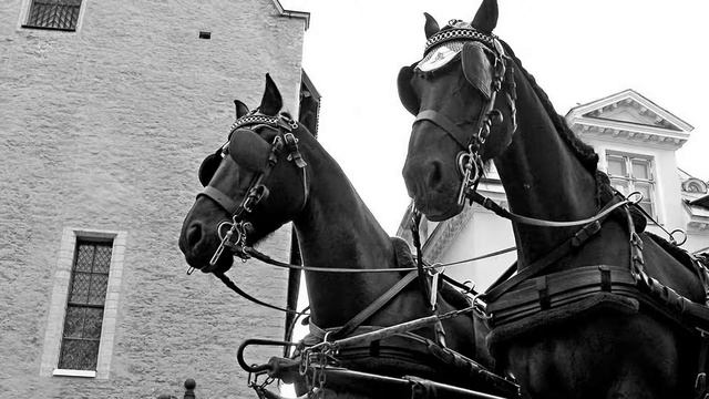 Пара гнедых А Апухтин стих смотреть онлайн