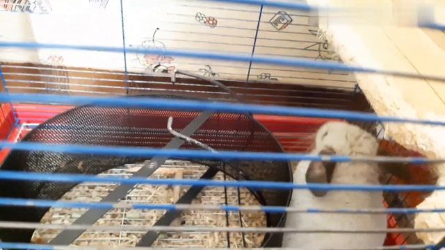 Шиншилла сломала колесо \\\Сhinchilla broke a wheel смотреть онлайн