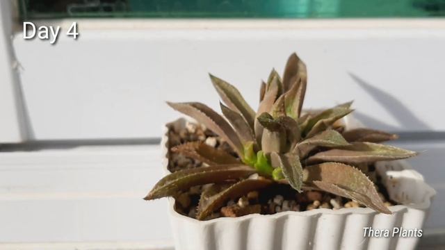 WATER THERAPY FOR SUCCULENTS | Reviving Haworthia [12 days water therapy] смотреть онлайн