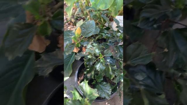 Blooming Pink Hibiscus /Gumamela Flowera смотреть онлайн