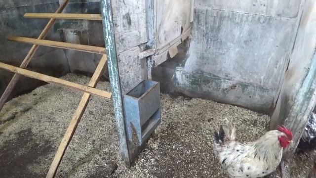 Обновленный курятник. Уезжаю в Брянск смотреть онлайн