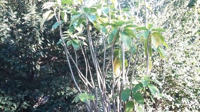 Ядовитые растения рядом с нами. смотреть онлайн