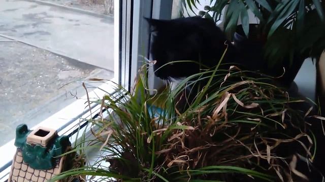 Травоядный кот или откуда кошки зимой берут витамины смотреть онлайн