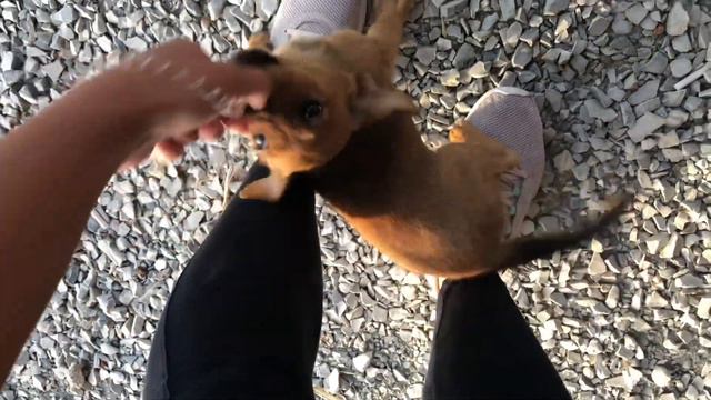 МОРЕ/АНАПА/ПРИЕЗД/ОБЗОР НОМЕРА смотреть онлайн