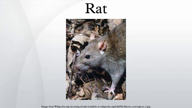 Rat смотреть онлайн