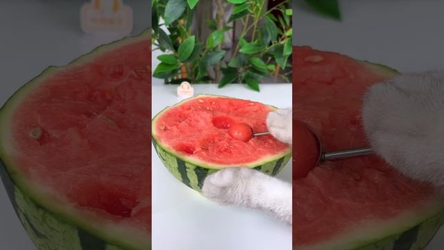 Chef Cat’s NEW FOOD Recipes Are Full Of Surprises!?|Cat Cooking Food|Cute And Funny Cat смотреть онлайн