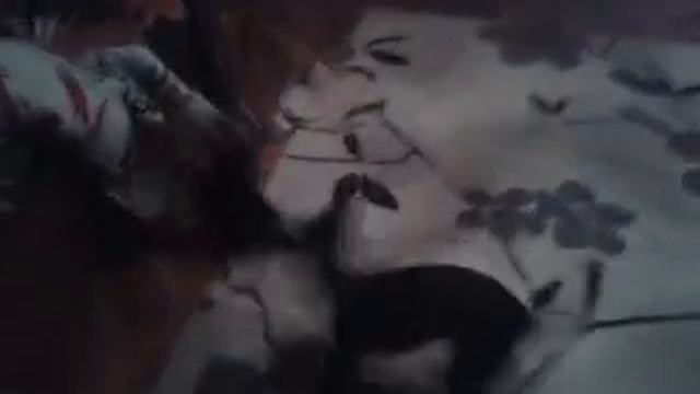 Первое знакомство, щенка со взрослой собакой!! смотреть онлайн