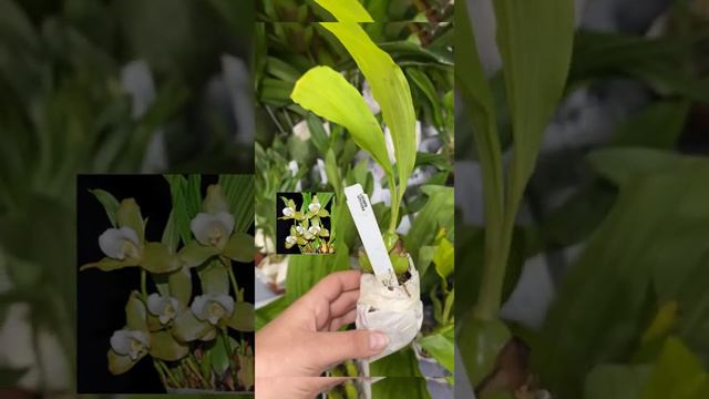 ОРХИДЕИ С ЭКВАДОРА смотреть онлайн