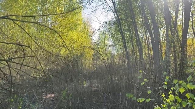 Грибы 2 мая 2023 смотреть онлайн