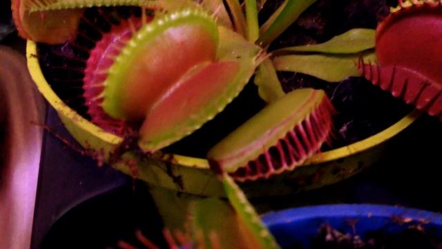 Венерина мухоловка ест солдатика смотреть онлайн