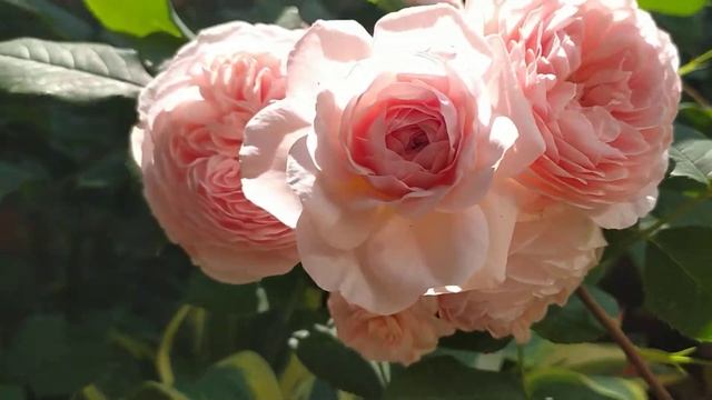 Английская роза Вильям Моррис (William Morris). смотреть онлайн