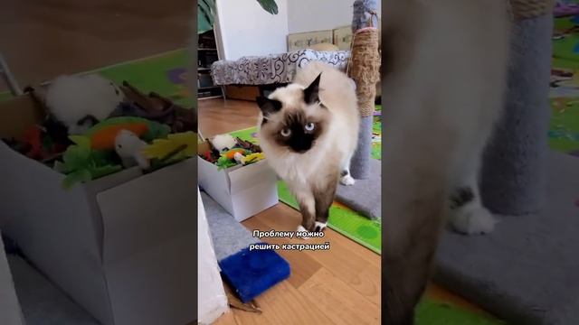 Почему кошка нападает на хозяина смотреть онлайн