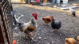 Петух кудахчет