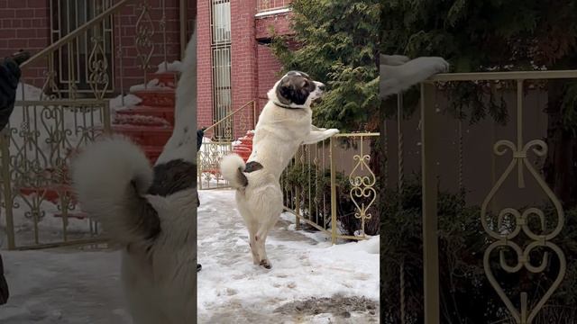 Ахиллес #топ #рекомендации #волкодав #собака #алабай #собаки #собакадругчеловека #питбуль #мма смотреть онлайн