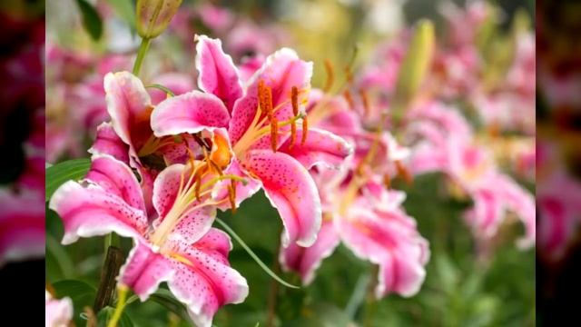 Какой цветок - ваш по праву рождения? И что это говорит о вас? смотреть онлайн