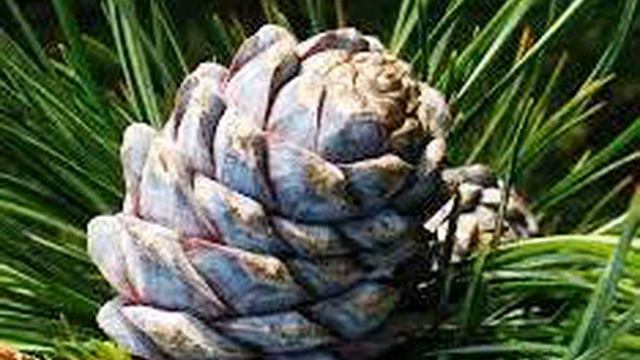 ВЛАДИМИР МЕГРЕ " КТО ЖЕ МЫ ? " смотреть онлайн