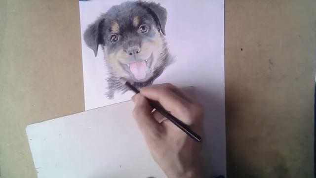 Как нарисовать щенка ротвейлера цветными карандашами смотреть онлайн