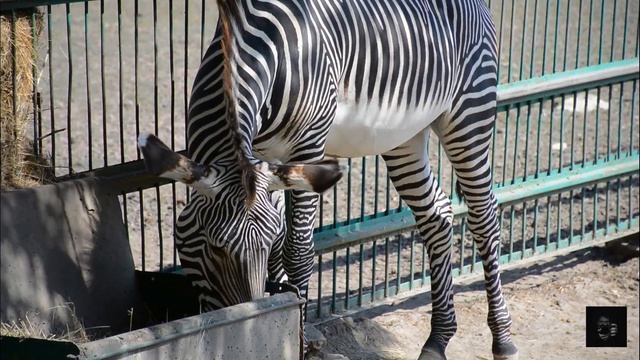 Экскурсия по зоопарку Аскания-Нова смотреть онлайн
