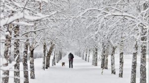 Джанго - Снег