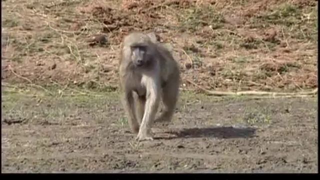 Mana Poele Part 2.mp4 смотреть онлайн