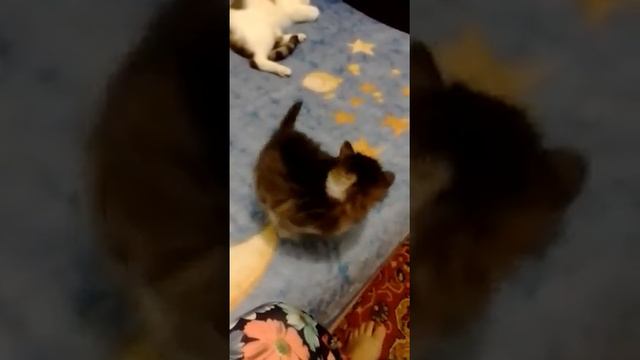 кошка приняла чужого котенка смотреть онлайн