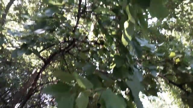 Деревья во дворе смотреть онлайн