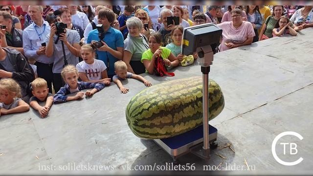 Самый большой арбуз в России в 2020 году вырастил фермер из Соль-Илецка смотреть онлайн