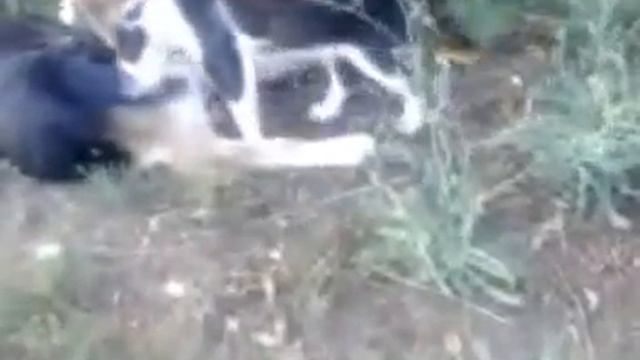 котик и собачка ))любят друг друга смотреть онлайн